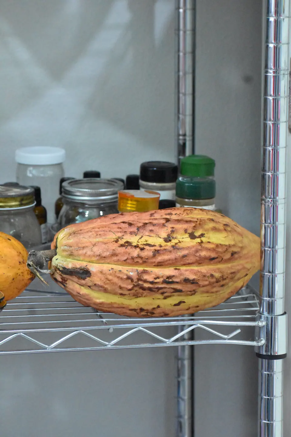 Fresh cacao pod