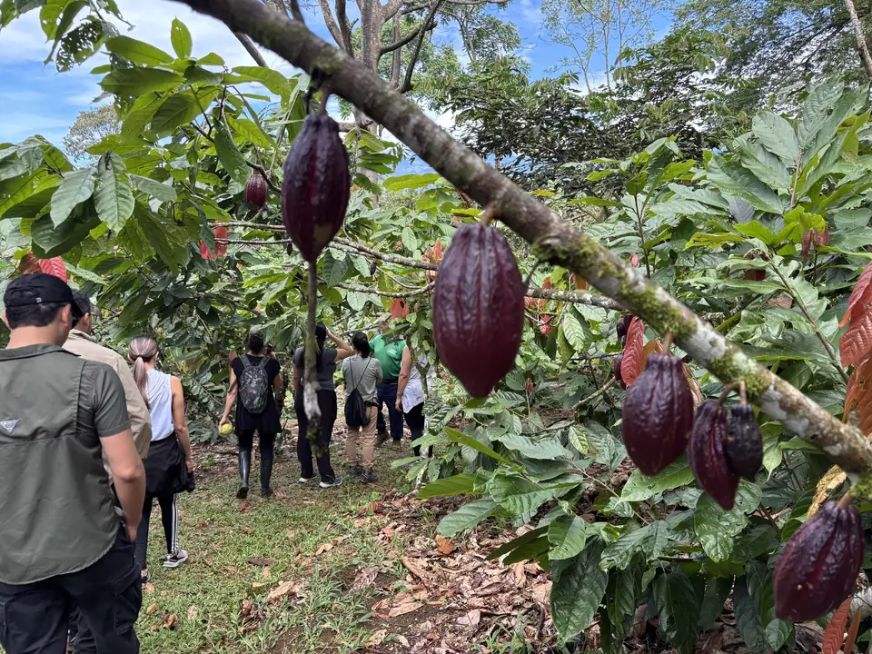 Ripe cacao pods on a tree at Finca Capicacoa