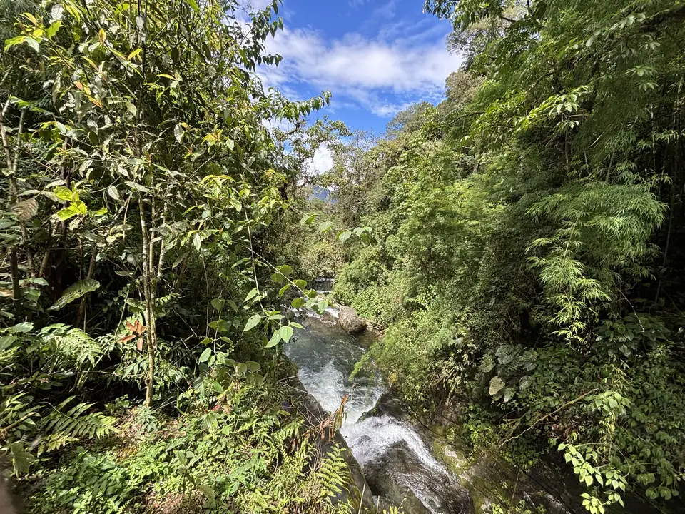A mountain stream in the cloud forest of the Talamanca range