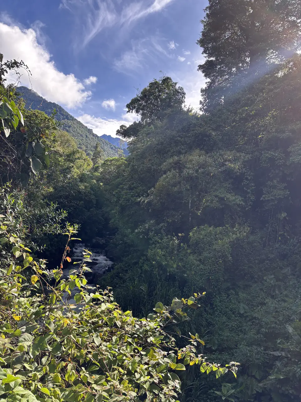 Cloud forest canopy above the Chirripó valley