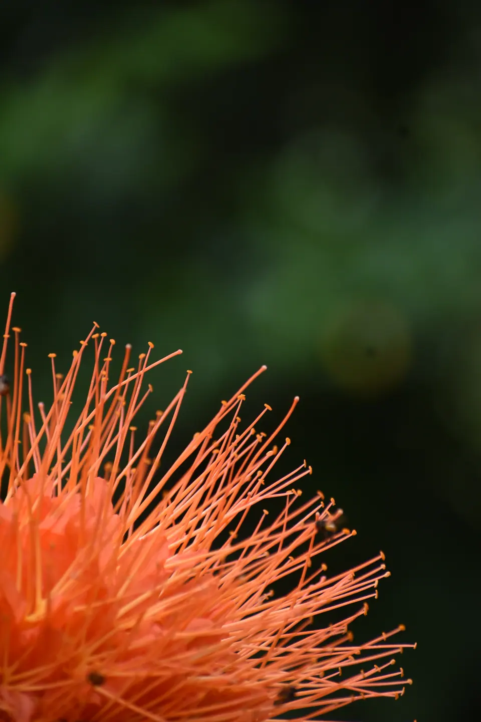 Bright orange tropical flower in bloom