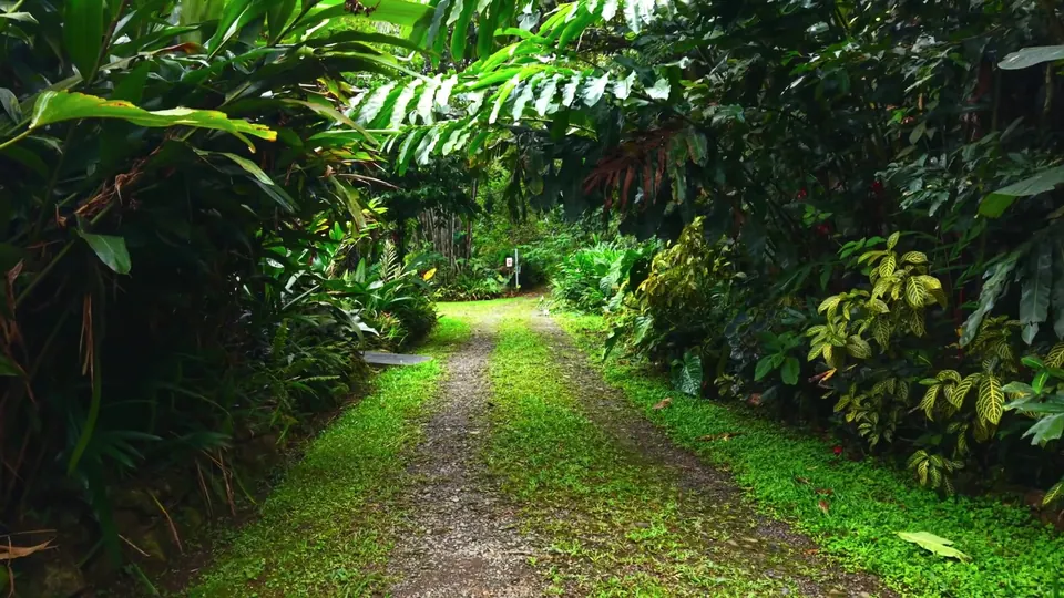 Garden trail through the rainforest
