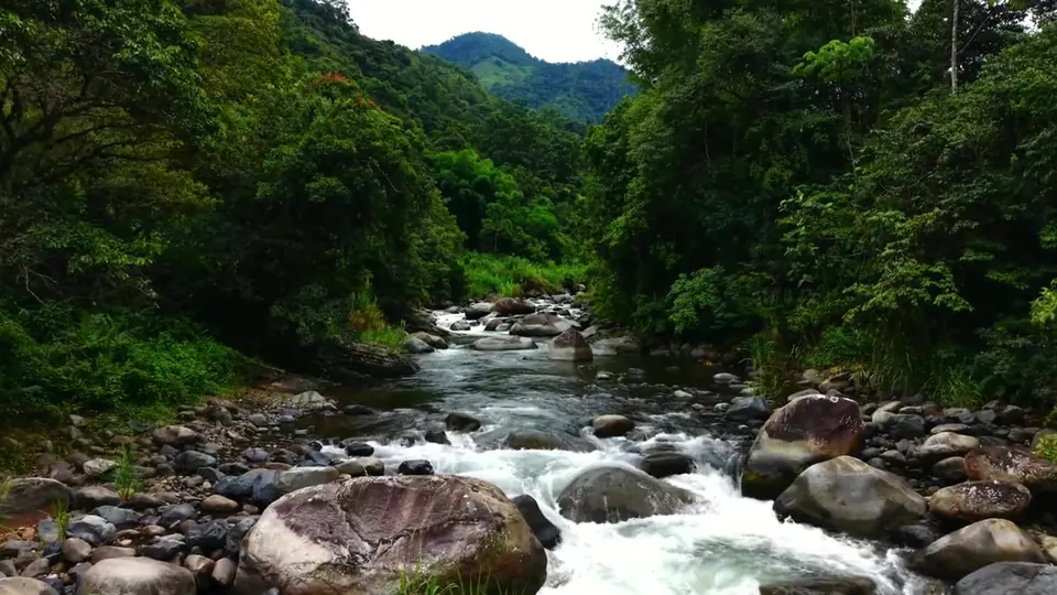 El río Chirripó entre el bosque, bajo la Cordillera de Talamanca