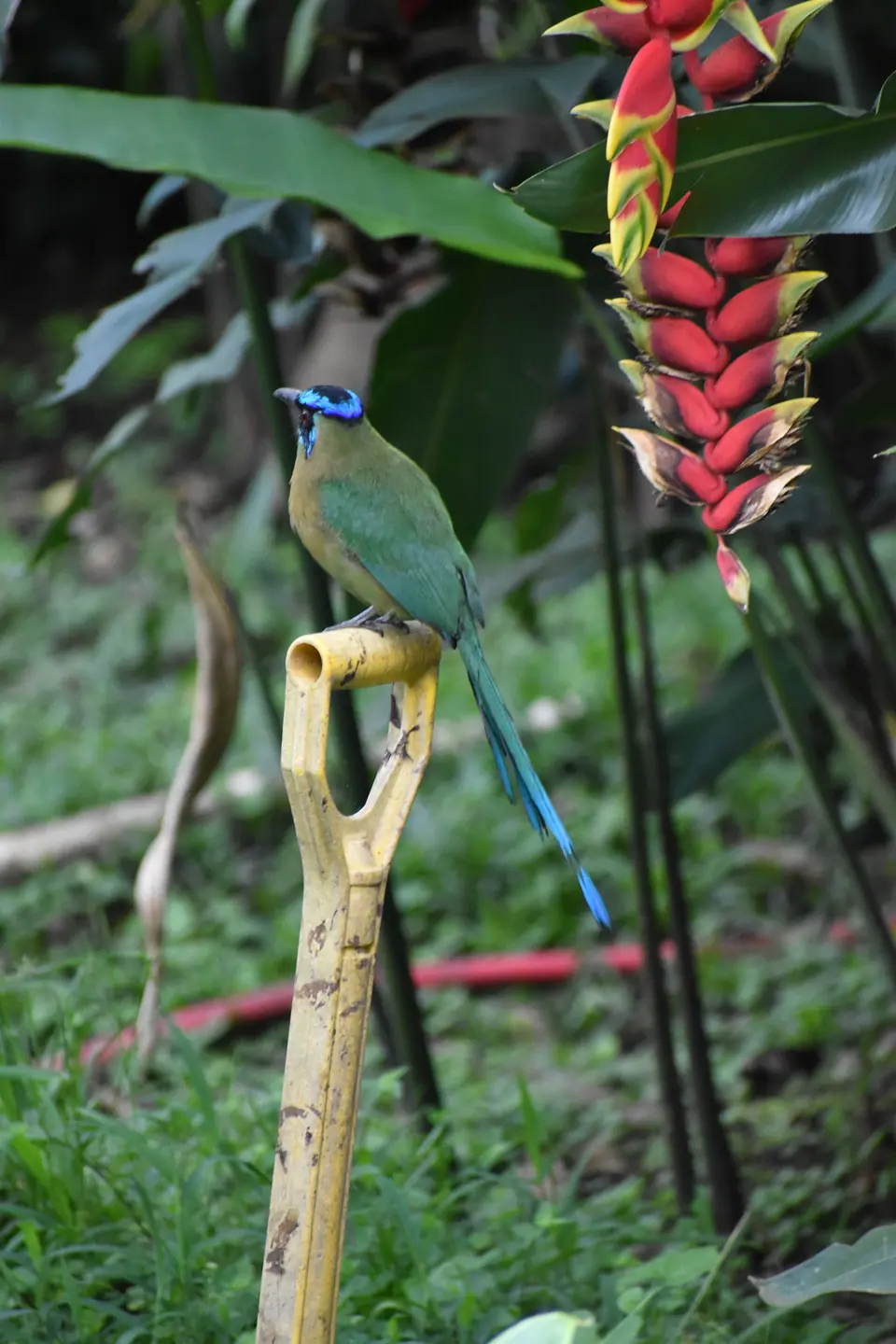 Blue-crowned motmot beside a heliconia