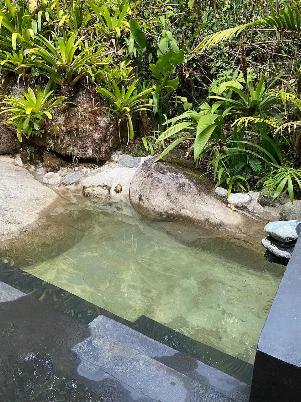Crystal-clear natural rock pool among ferns